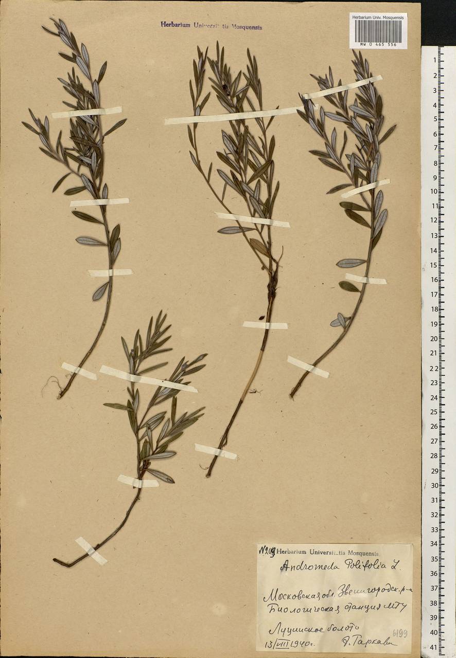 Andromeda polifolia L., Eastern Europe, Moscow region (E4a) (Russia)