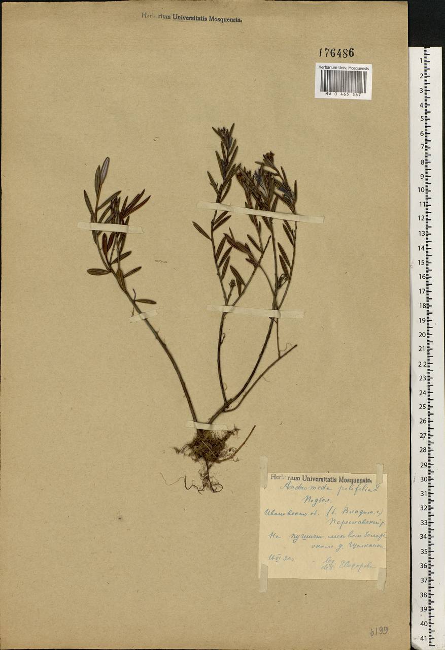 Andromeda polifolia L., Eastern Europe, Central forest region (E5) (Russia)