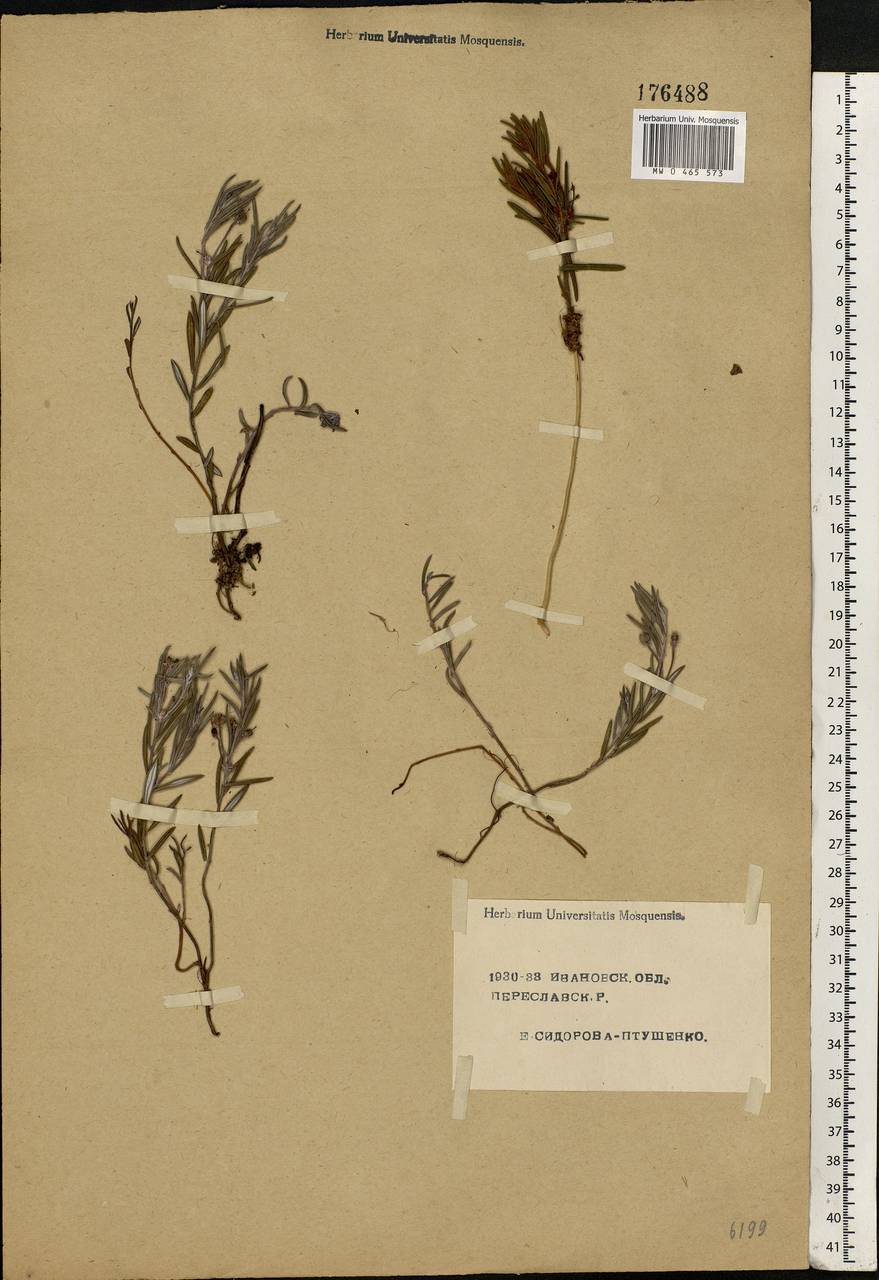 Andromeda polifolia L., Eastern Europe, Central forest region (E5) (Russia)