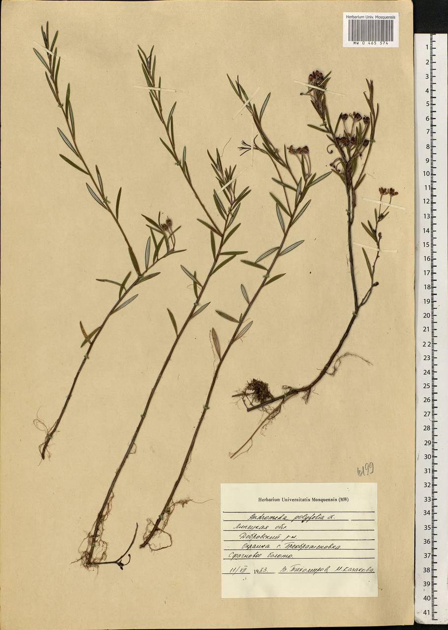 Andromeda polifolia L., Eastern Europe, Central forest-and-steppe region (E6) (Russia)