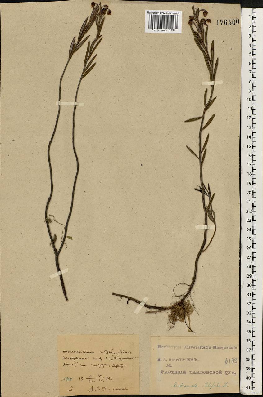 Andromeda polifolia L., Eastern Europe, Central forest-and-steppe region (E6) (Russia)