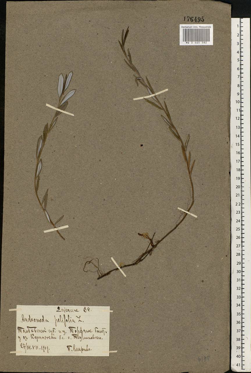 Andromeda polifolia L., Eastern Europe, Central forest-and-steppe region (E6) (Russia)