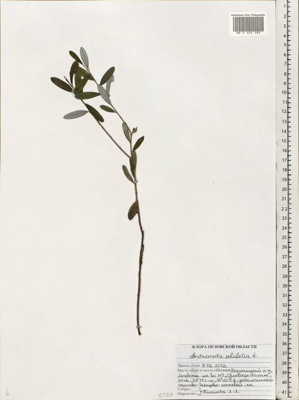Andromeda polifolia L., Eastern Europe, Central forest-and-steppe region (E6) (Russia)