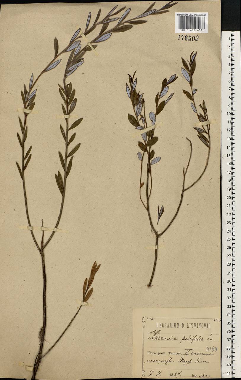 Andromeda polifolia L., Eastern Europe, Middle Volga region (E8) (Russia)
