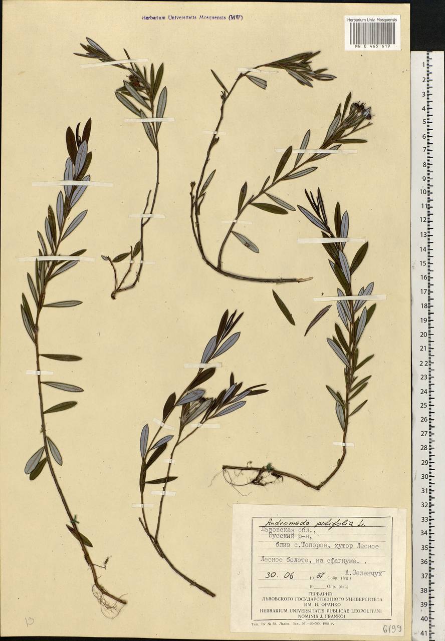 Andromeda polifolia L., Eastern Europe, West Ukrainian region (E13) (Ukraine)