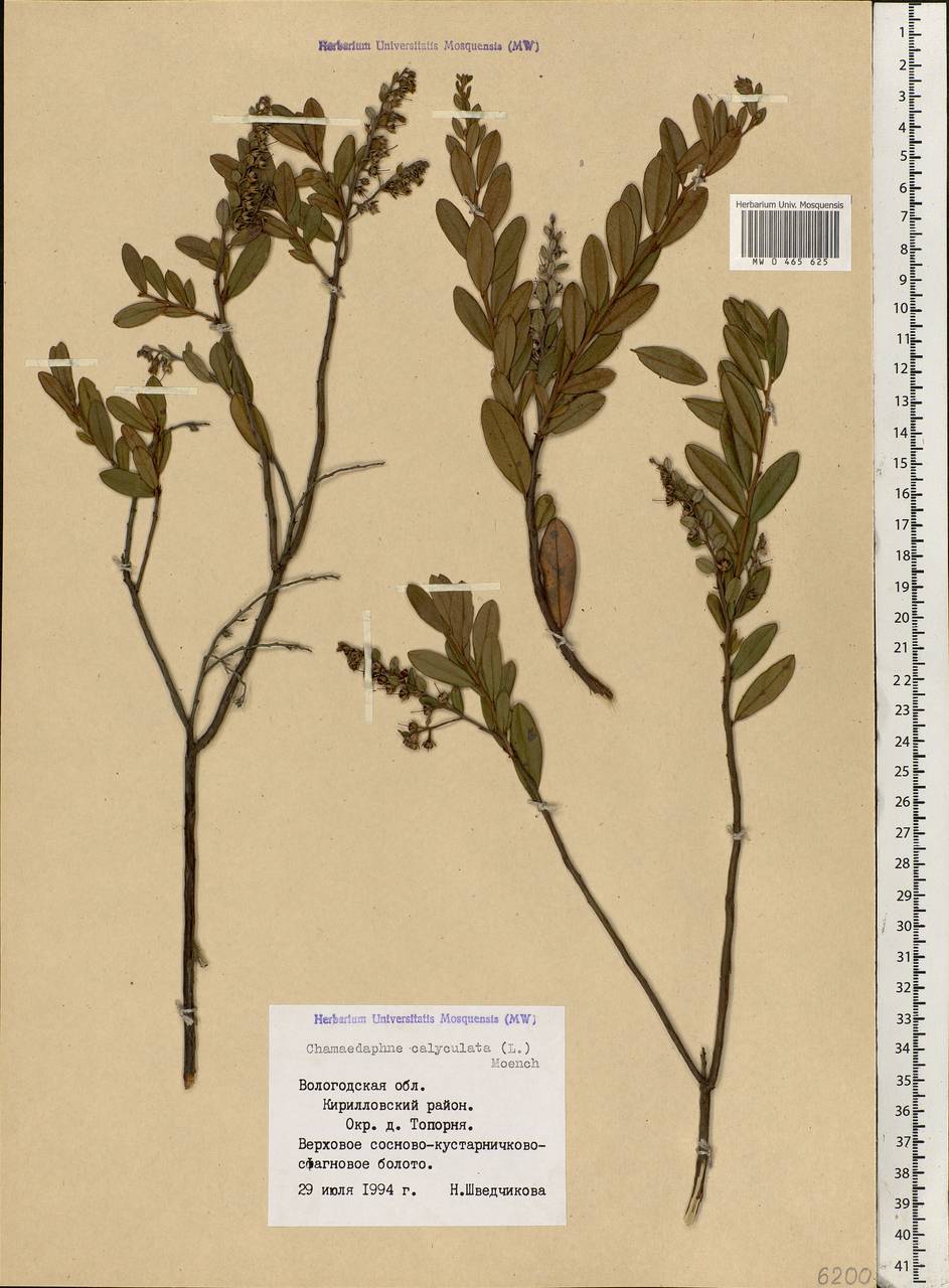 Chamaedaphne calyculata (L.) Moench, Eastern Europe, Northern region (E1) (Russia)