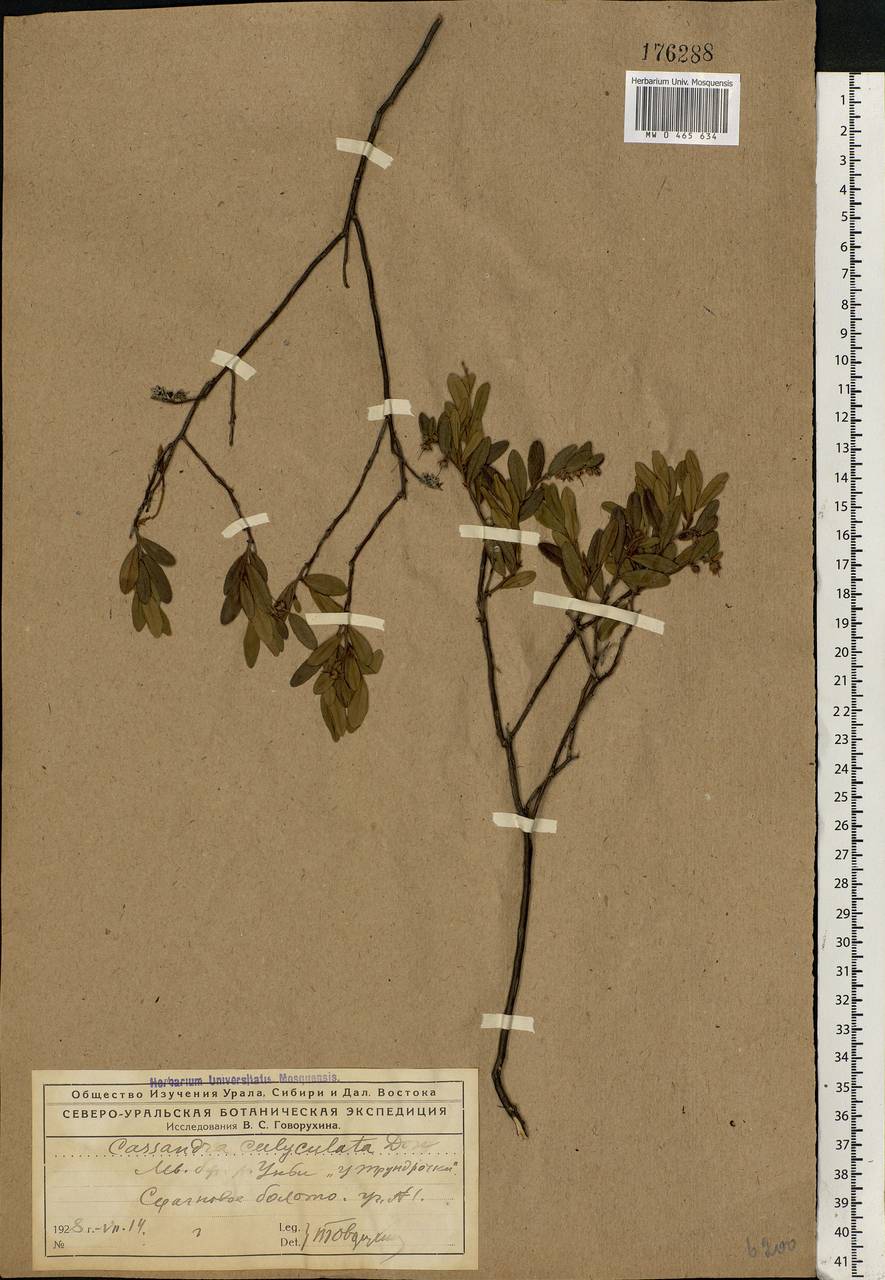 Chamaedaphne calyculata (L.) Moench, Eastern Europe, Northern region (E1) (Russia)