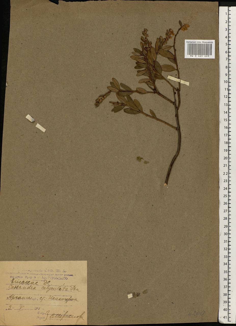 Chamaedaphne calyculata (L.) Moench, Eastern Europe, Northern region (E1) (Russia)