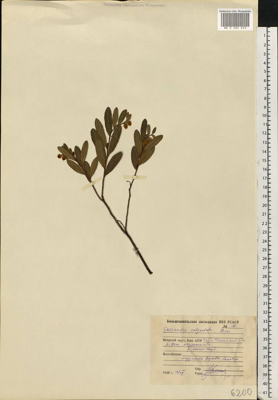 Chamaedaphne calyculata (L.) Moench, Eastern Europe, Northern region (E1) (Russia)