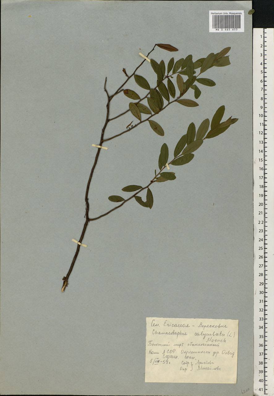 Chamaedaphne calyculata (L.) Moench, Eastern Europe, Northern region (E1) (Russia)