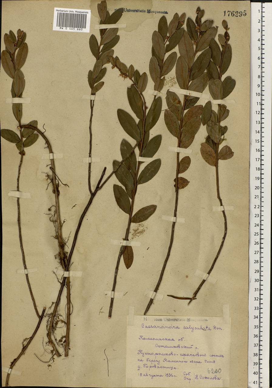 Chamaedaphne calyculata (L.) Moench, Eastern Europe, North-Western region (E2) (Russia)