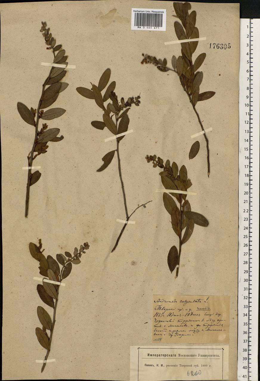 Chamaedaphne calyculata (L.) Moench, Eastern Europe, North-Western region (E2) (Russia)