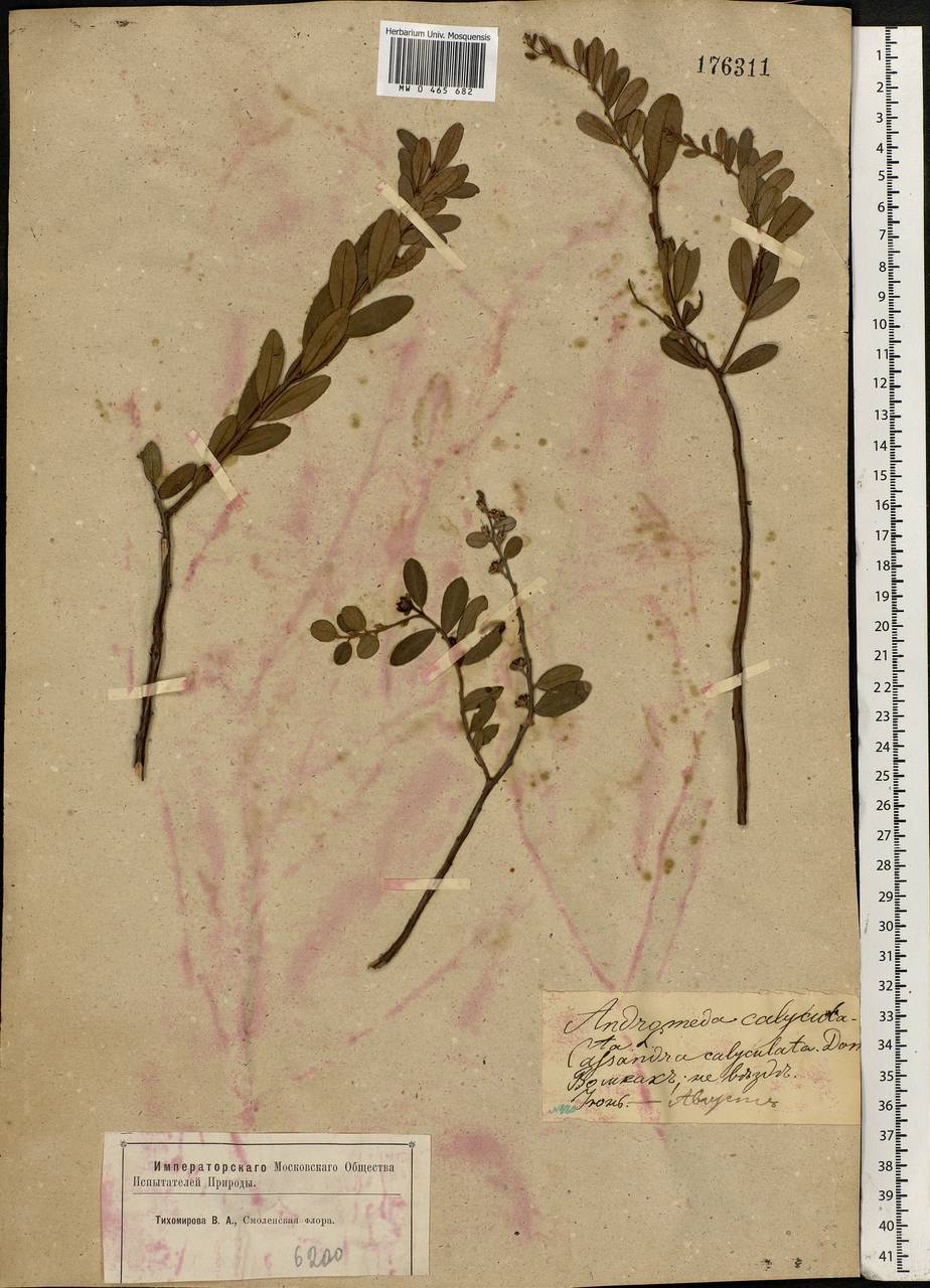 Chamaedaphne calyculata (L.) Moench, Eastern Europe, Western region (E3) (Russia)