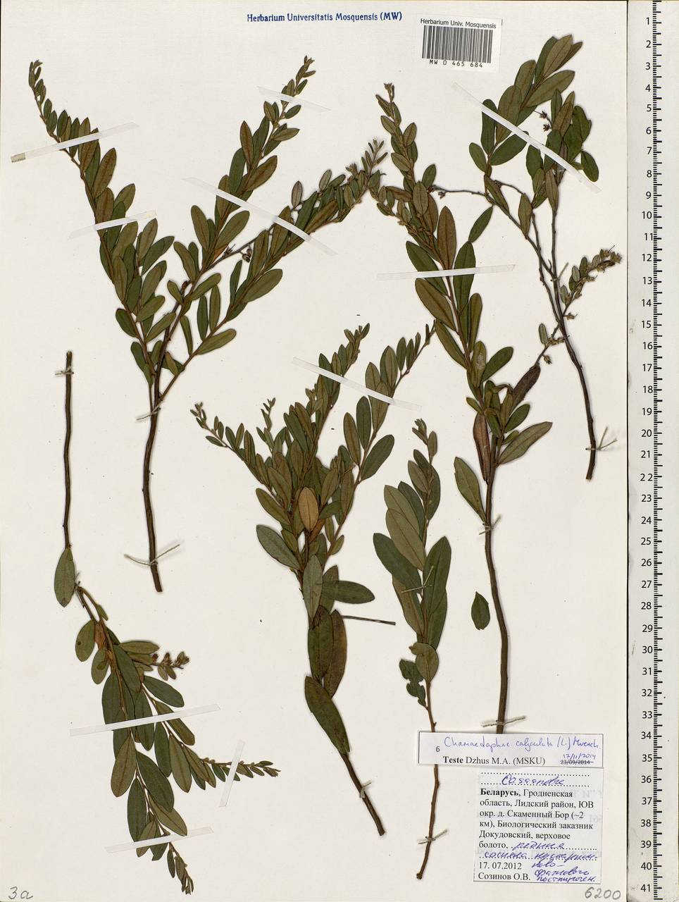 Chamaedaphne calyculata (L.) Moench, Eastern Europe, Belarus (E3a) (Belarus)