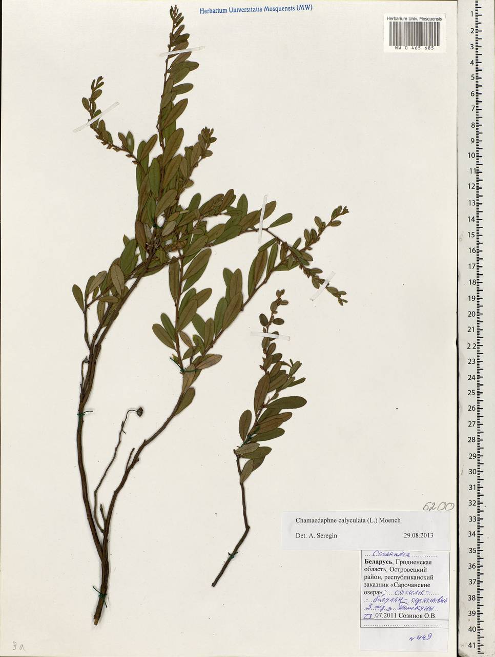 Chamaedaphne calyculata (L.) Moench, Eastern Europe, Belarus (E3a) (Belarus)