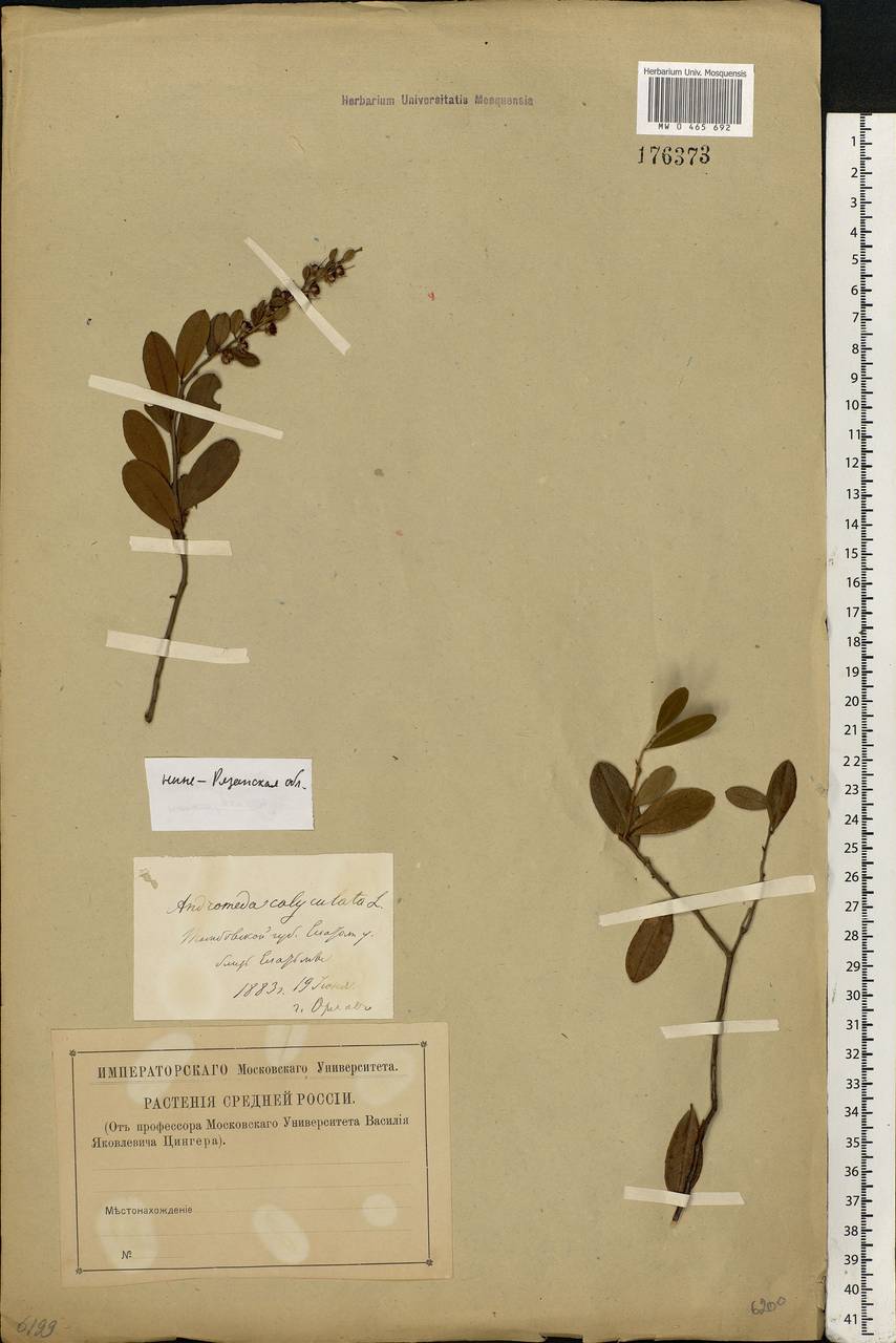 Chamaedaphne calyculata (L.) Moench, Eastern Europe, Central region (E4) (Russia)