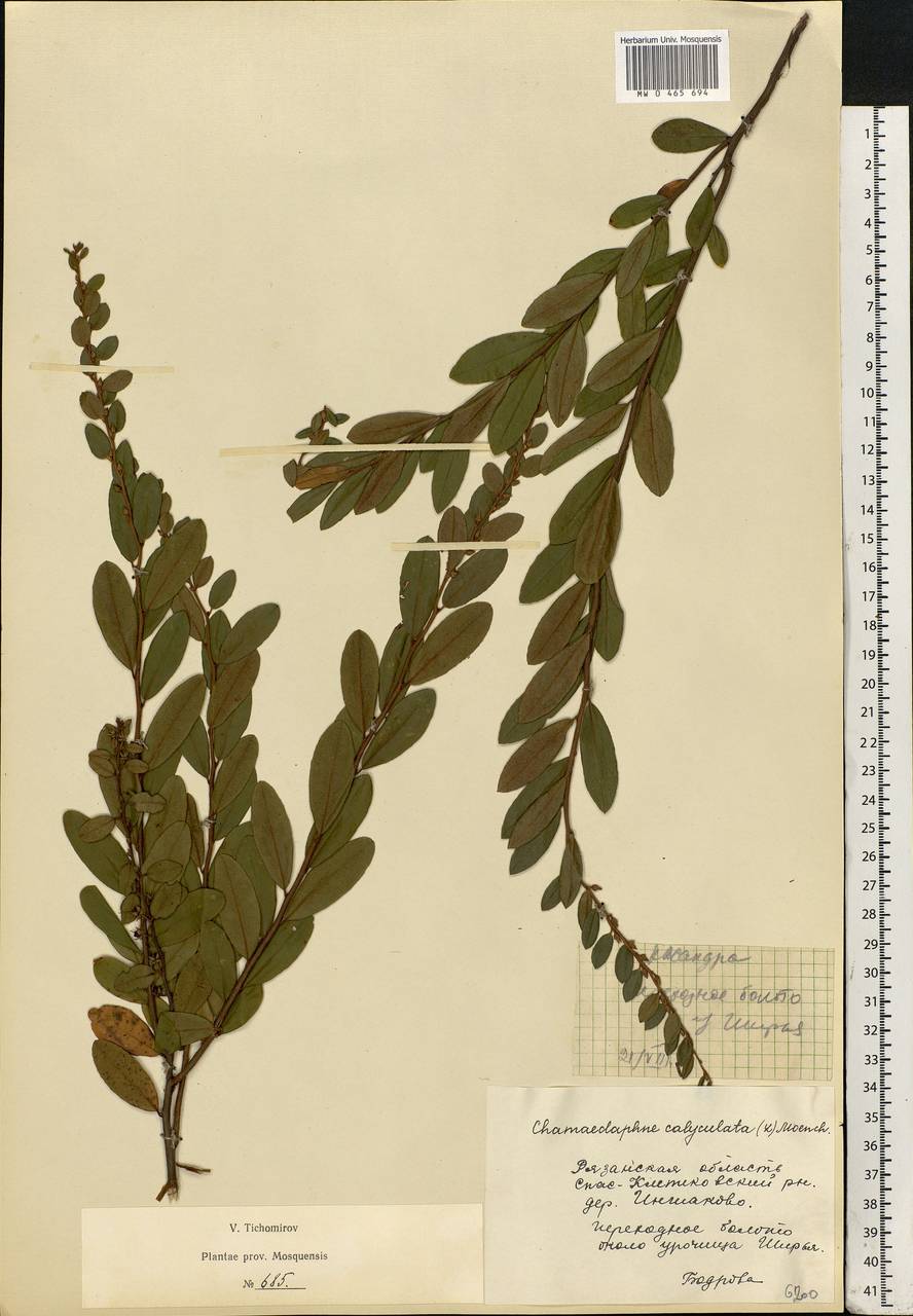 Chamaedaphne calyculata (L.) Moench, Eastern Europe, Central region (E4) (Russia)