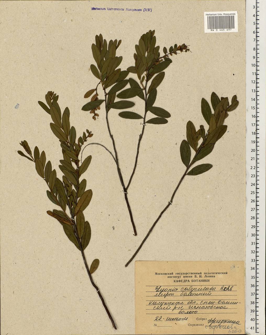 Chamaedaphne calyculata (L.) Moench, Eastern Europe, Central region (E4) (Russia)