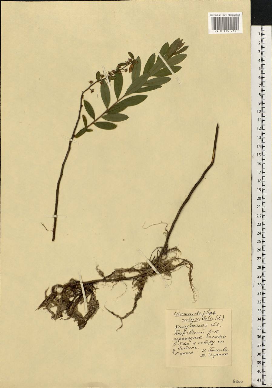 Chamaedaphne calyculata (L.) Moench, Eastern Europe, Central region (E4) (Russia)