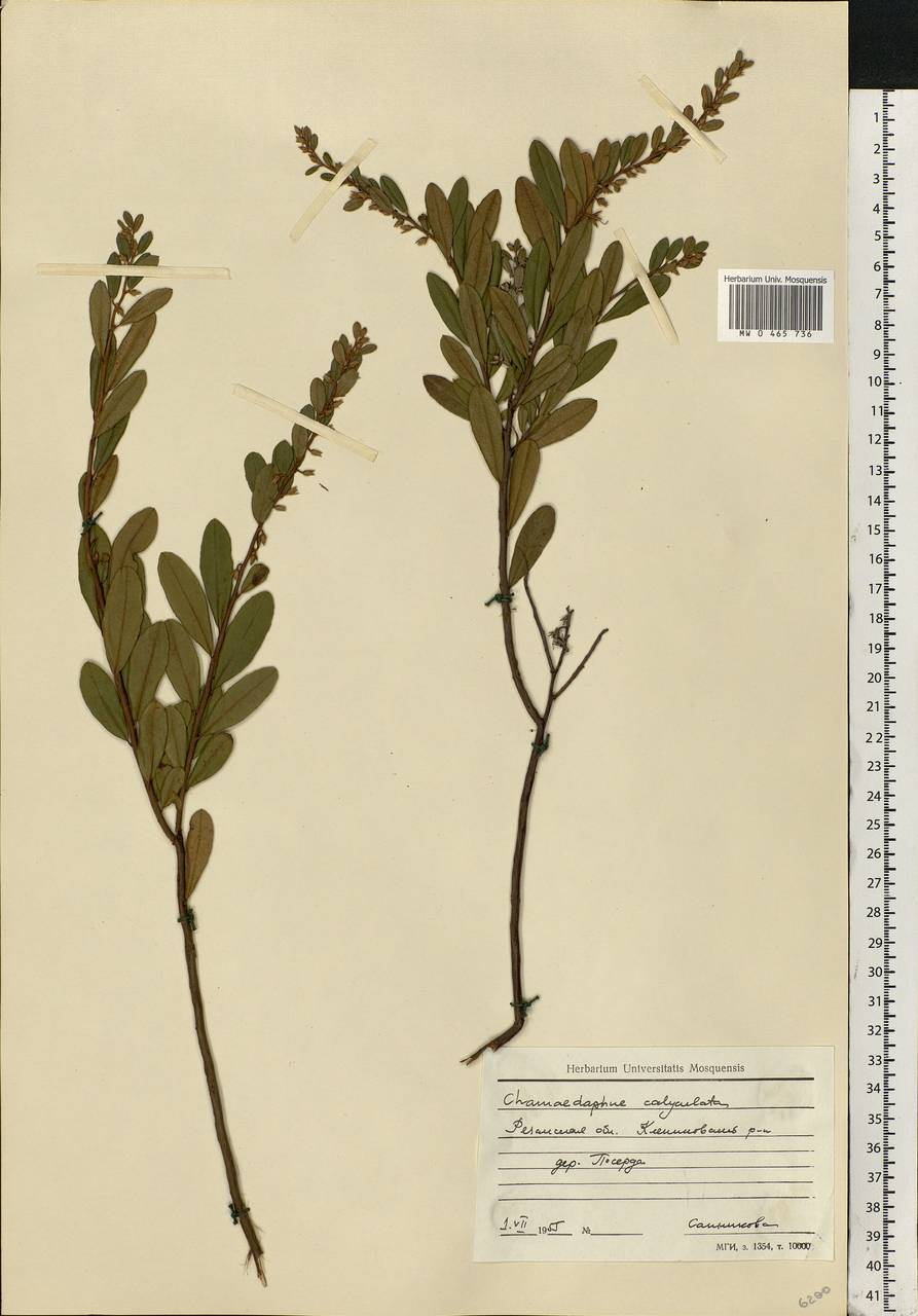 Chamaedaphne calyculata (L.) Moench, Eastern Europe, Central region (E4) (Russia)