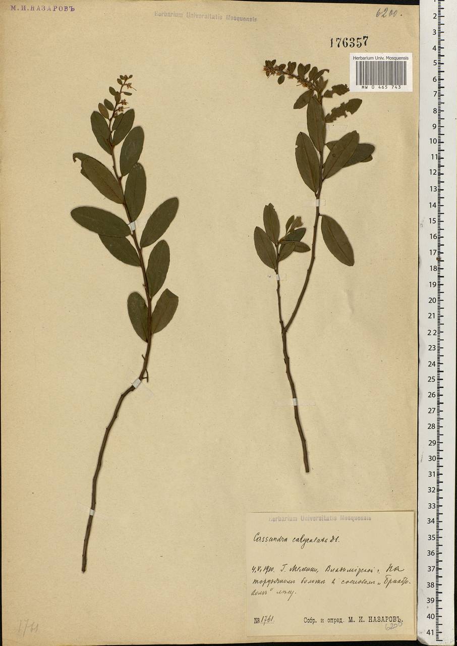 Chamaedaphne calyculata (L.) Moench, Eastern Europe, Central region (E4) (Russia)