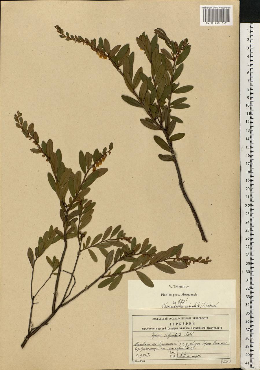 Chamaedaphne calyculata (L.) Moench, Eastern Europe, Moscow region (E4a) (Russia)