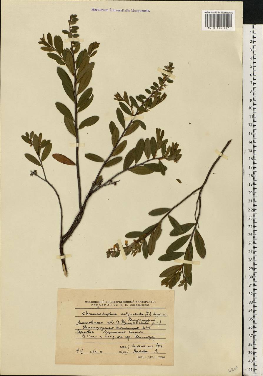 Chamaedaphne calyculata (L.) Moench, Eastern Europe, Moscow region (E4a) (Russia)