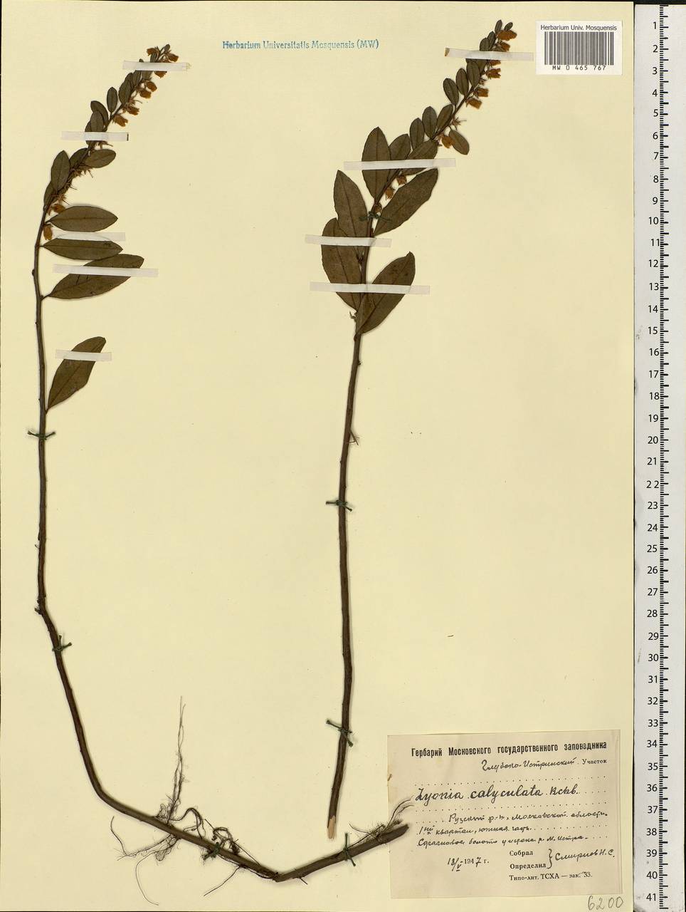 Chamaedaphne calyculata (L.) Moench, Eastern Europe, Moscow region (E4a) (Russia)