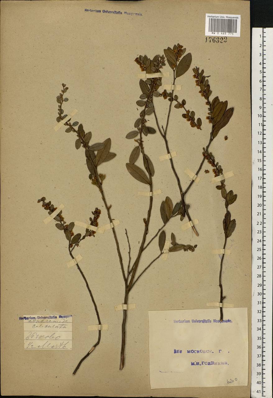 Chamaedaphne calyculata (L.) Moench, Eastern Europe, Moscow region (E4a) (Russia)