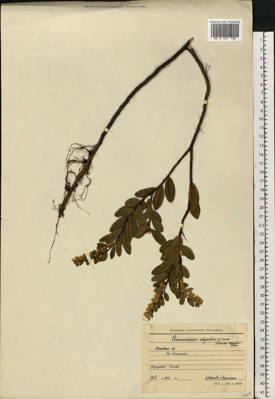 Chamaedaphne calyculata (L.) Moench, Eastern Europe, Moscow region (E4a) (Russia)