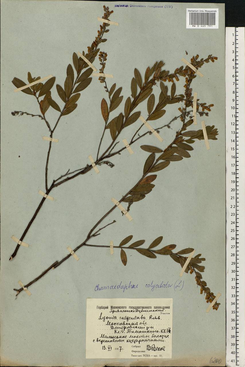 Chamaedaphne calyculata (L.) Moench, Eastern Europe, Moscow region (E4a) (Russia)