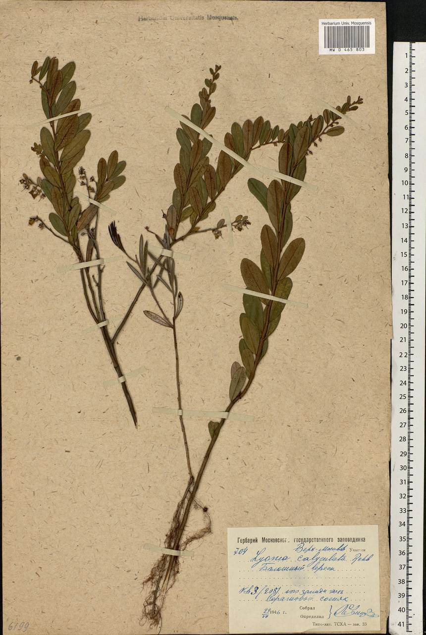 Chamaedaphne calyculata (L.) Moench, Eastern Europe, Moscow region (E4a) (Russia)