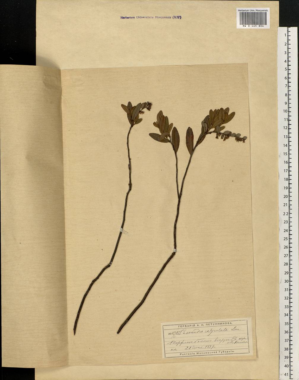 Chamaedaphne calyculata (L.) Moench, Eastern Europe, Moscow region (E4a) (Russia)