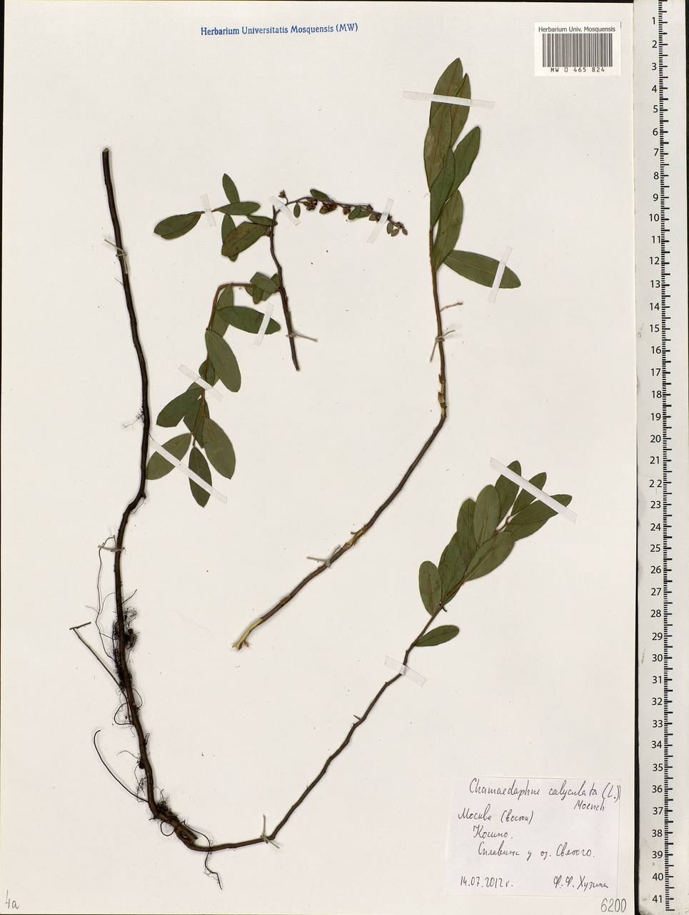 Chamaedaphne calyculata (L.) Moench, Eastern Europe, Moscow region (E4a) (Russia)