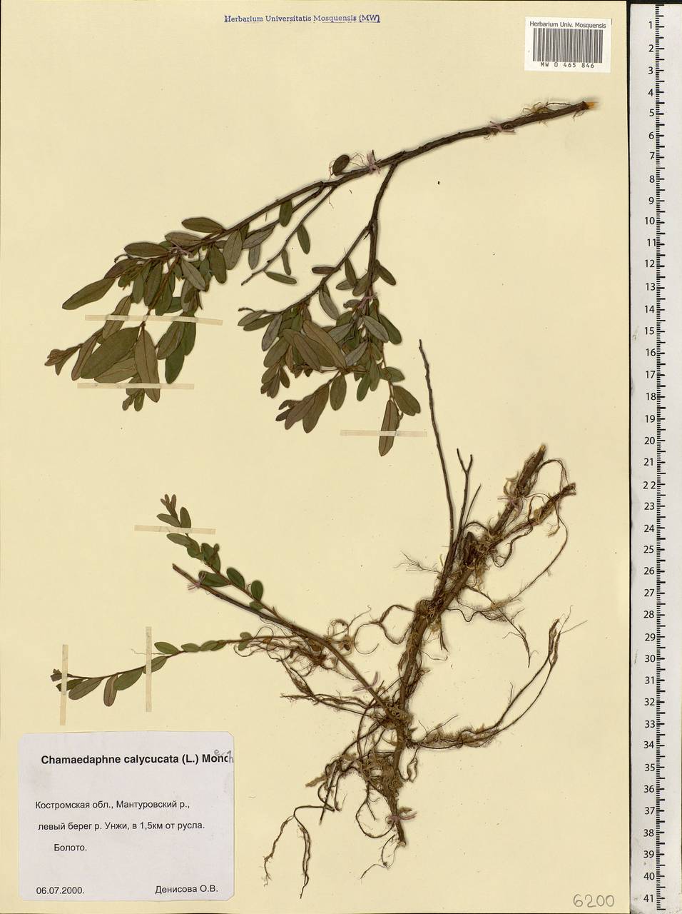 Chamaedaphne calyculata (L.) Moench, Eastern Europe, Central forest region (E5) (Russia)