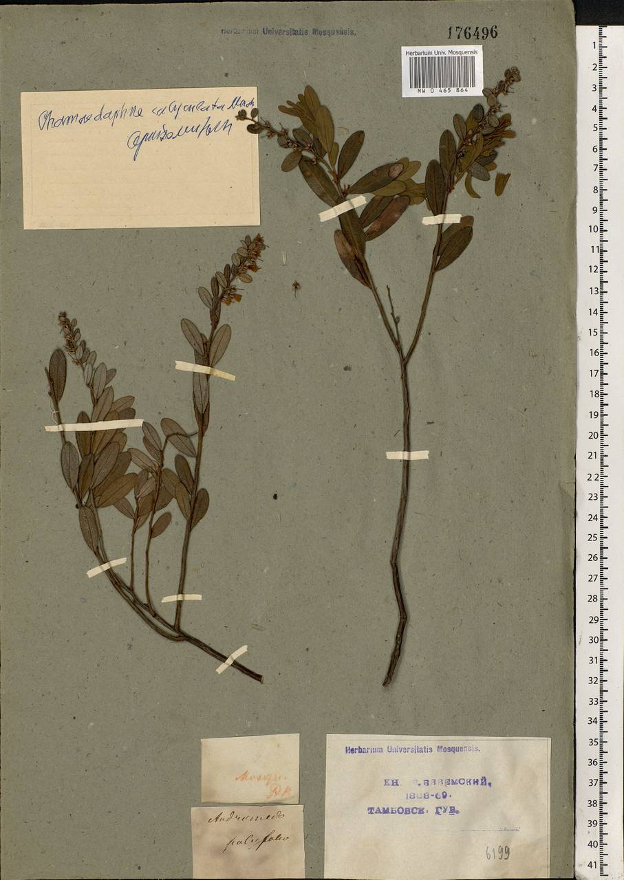 Chamaedaphne calyculata (L.) Moench, Eastern Europe, Central forest-and-steppe region (E6) (Russia)