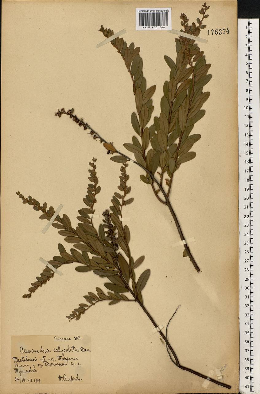 Chamaedaphne calyculata (L.) Moench, Eastern Europe, Central forest-and-steppe region (E6) (Russia)