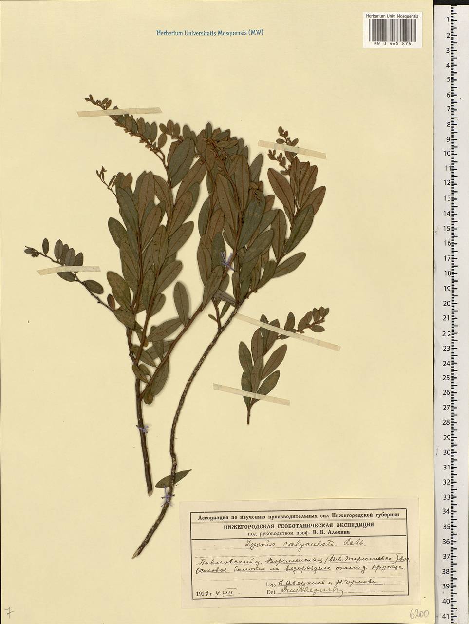 Chamaedaphne calyculata (L.) Moench, Eastern Europe, Volga-Kama region (E7) (Russia)