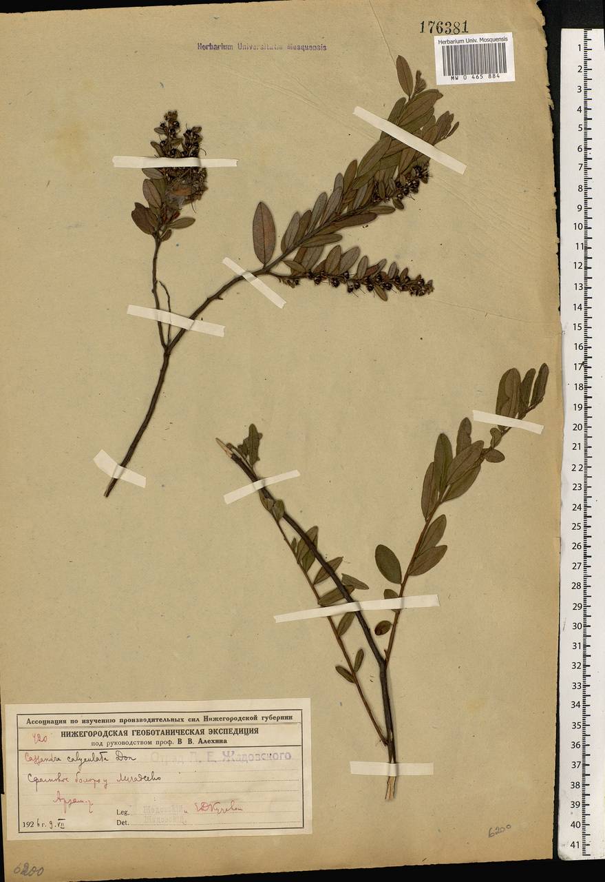 Chamaedaphne calyculata (L.) Moench, Eastern Europe, Volga-Kama region (E7) (Russia)