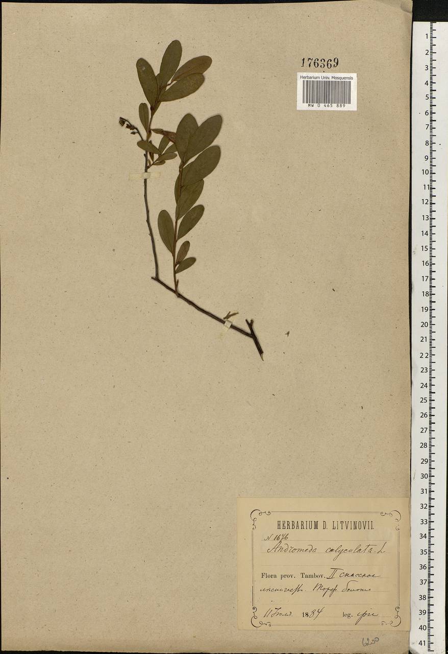 Chamaedaphne calyculata (L.) Moench, Eastern Europe, Middle Volga region (E8) (Russia)