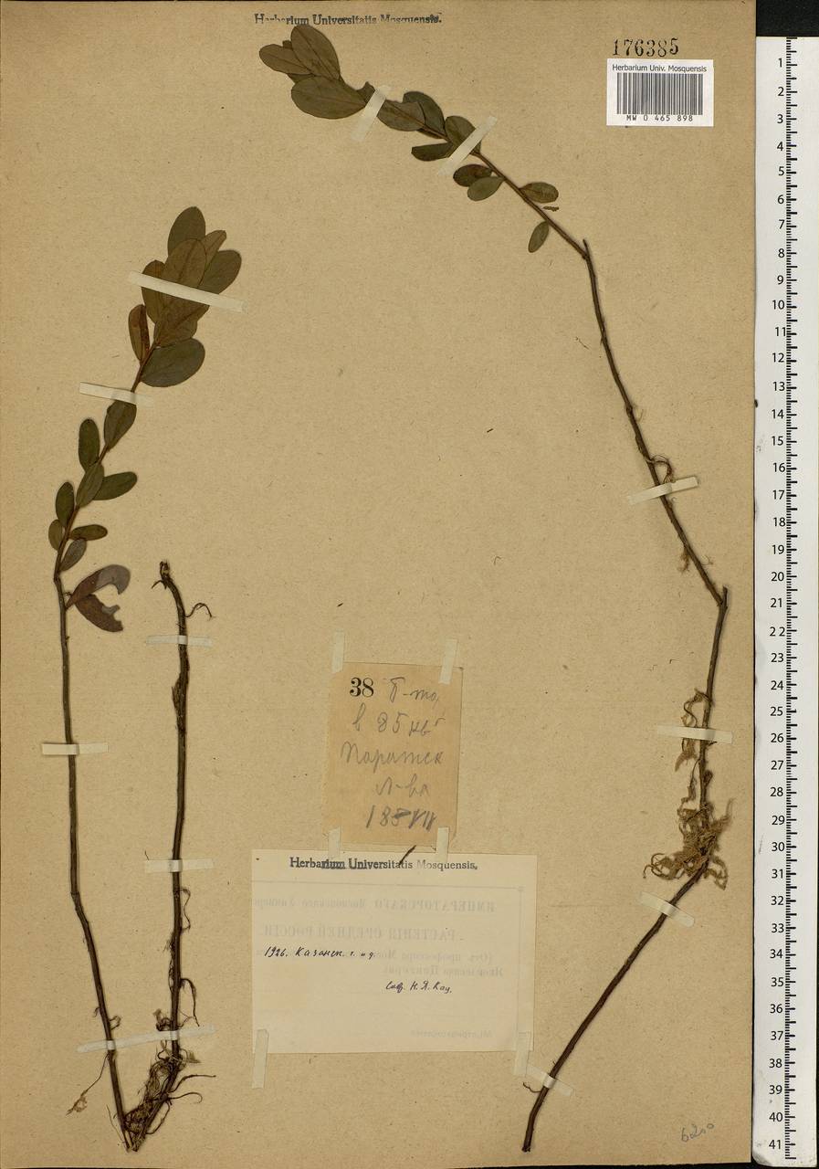 Chamaedaphne calyculata (L.) Moench, Eastern Europe, Middle Volga region (E8) (Russia)