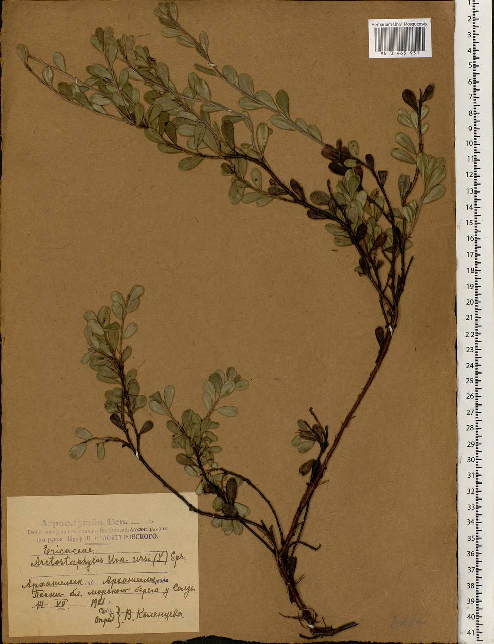 Arctostaphylos uva-ursi (L.) Spreng., Eastern Europe, Northern region (E1) (Russia)