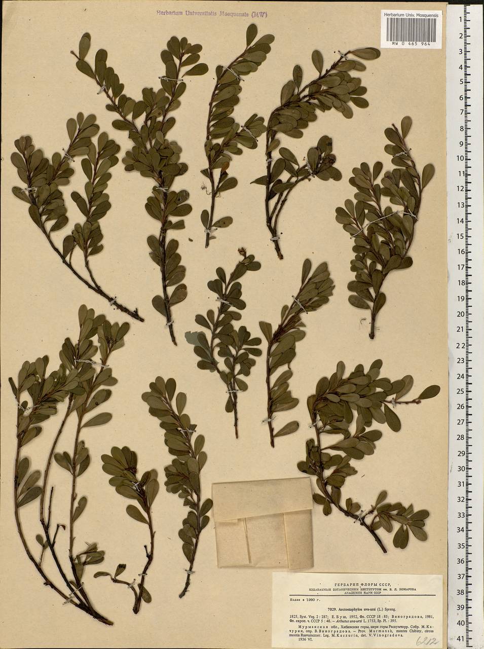 Arctostaphylos uva-ursi (L.) Spreng., Eastern Europe, Northern region (E1) (Russia)