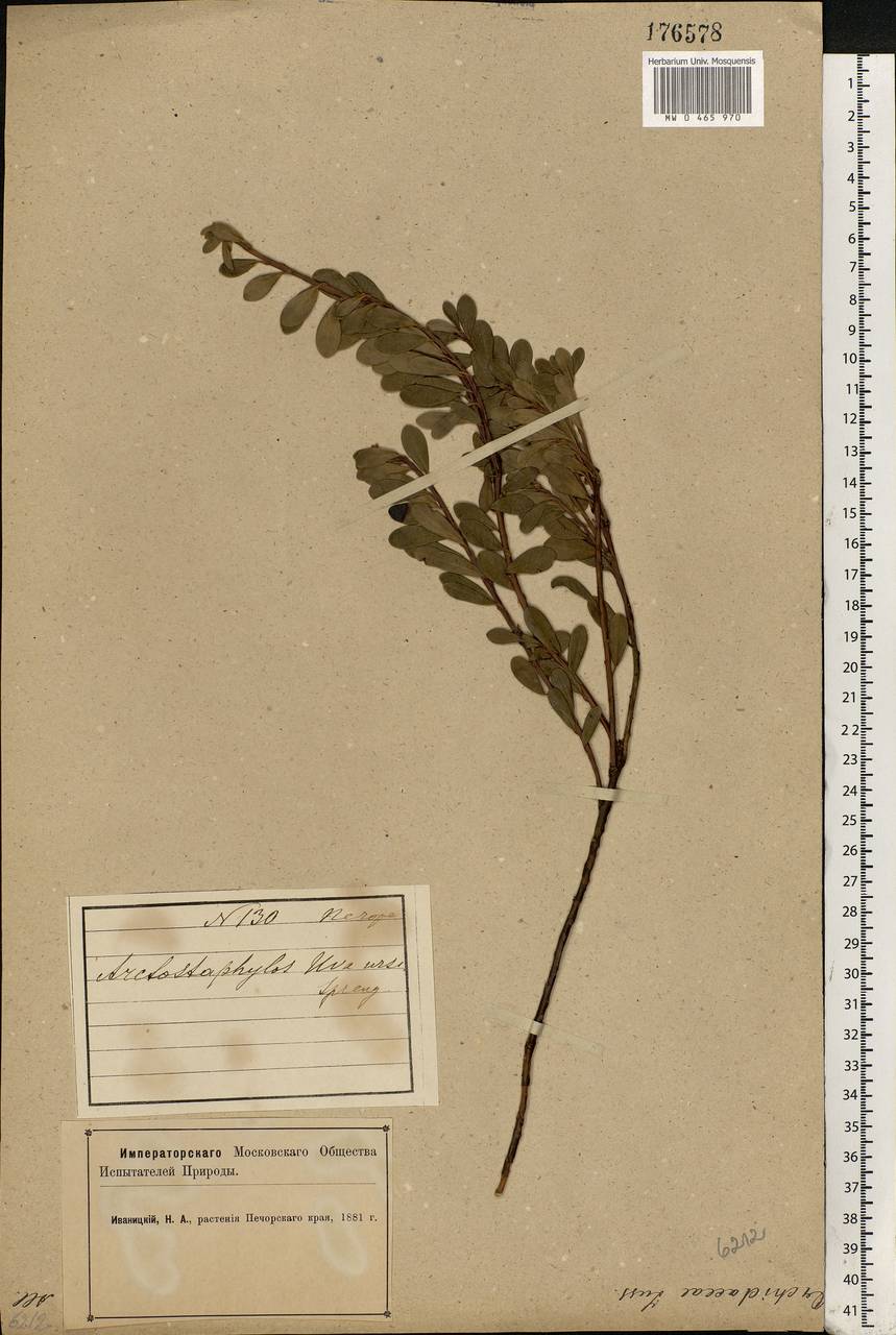 Arctostaphylos uva-ursi (L.) Spreng., Eastern Europe, Northern region (E1) (Russia)