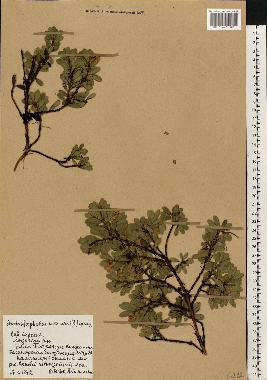 Arctostaphylos uva-ursi (L.) Spreng., Eastern Europe, Northern region (E1) (Russia)