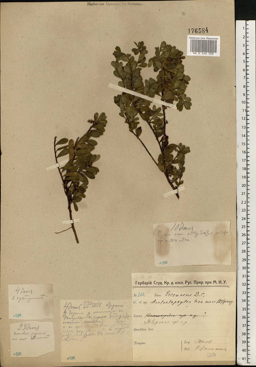 Arctostaphylos uva-ursi (L.) Spreng., Eastern Europe, North-Western region (E2) (Russia)