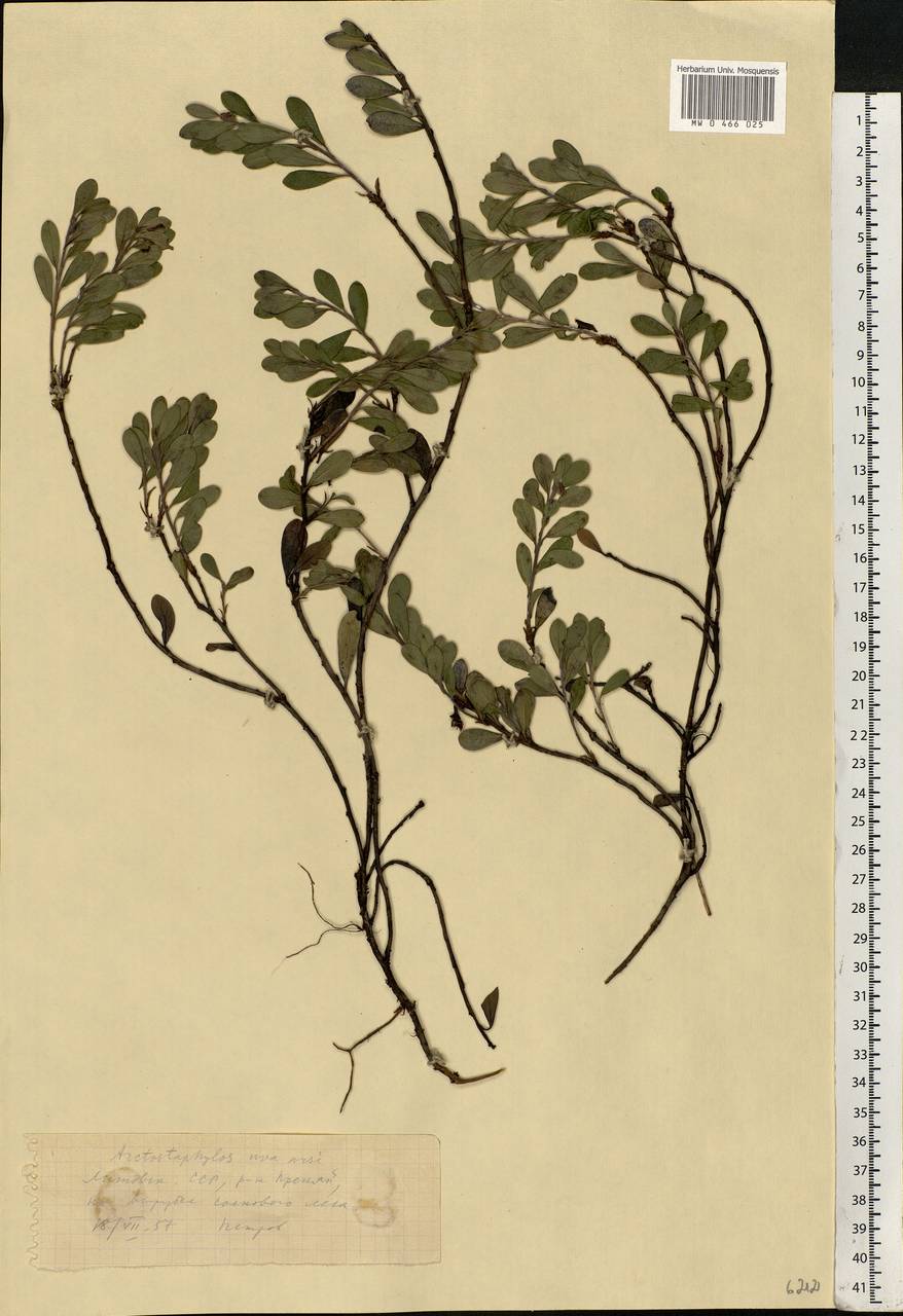 Arctostaphylos uva-ursi (L.) Spreng., Eastern Europe, Lithuania (E2a) (Lithuania)