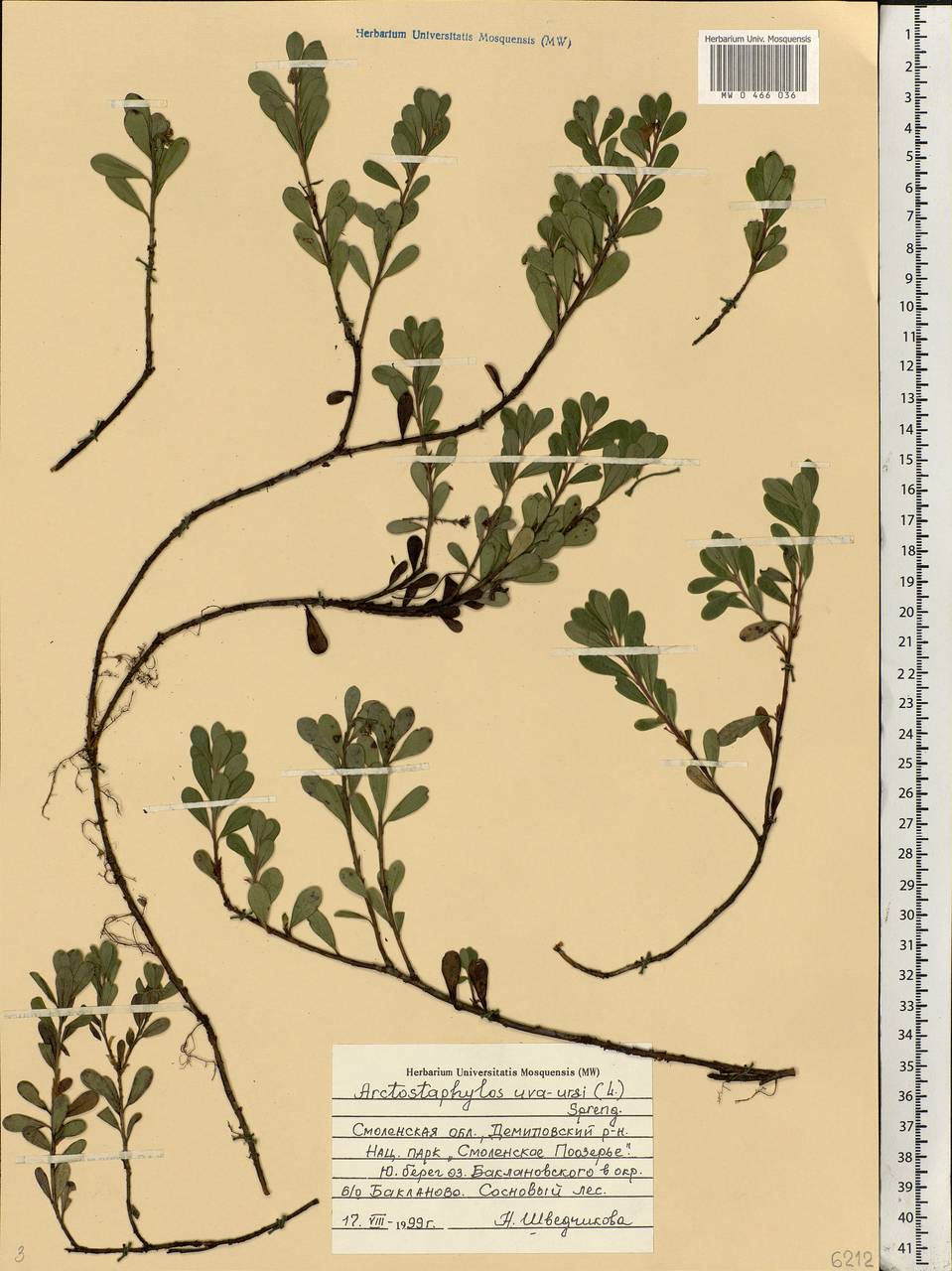 Arctostaphylos uva-ursi (L.) Spreng., Eastern Europe, Western region (E3) (Russia)