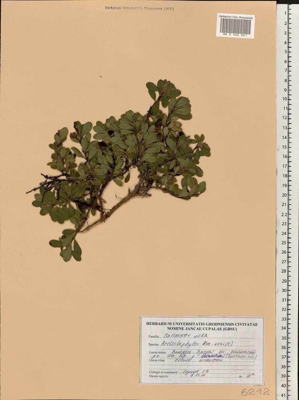 Arctostaphylos uva-ursi (L.) Spreng., Eastern Europe, Belarus (E3a) (Belarus)