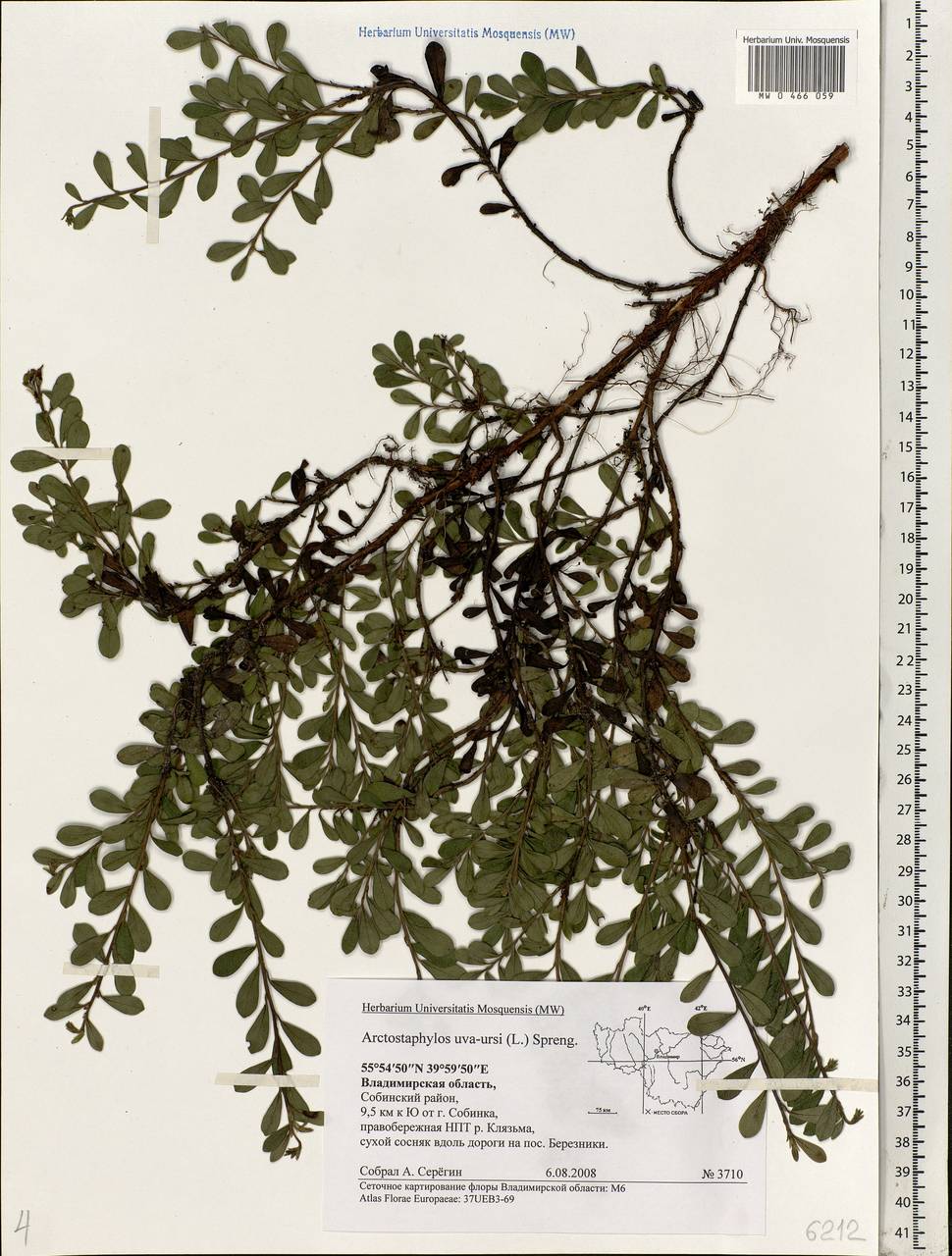 Arctostaphylos uva-ursi (L.) Spreng., Eastern Europe, Central region (E4) (Russia)